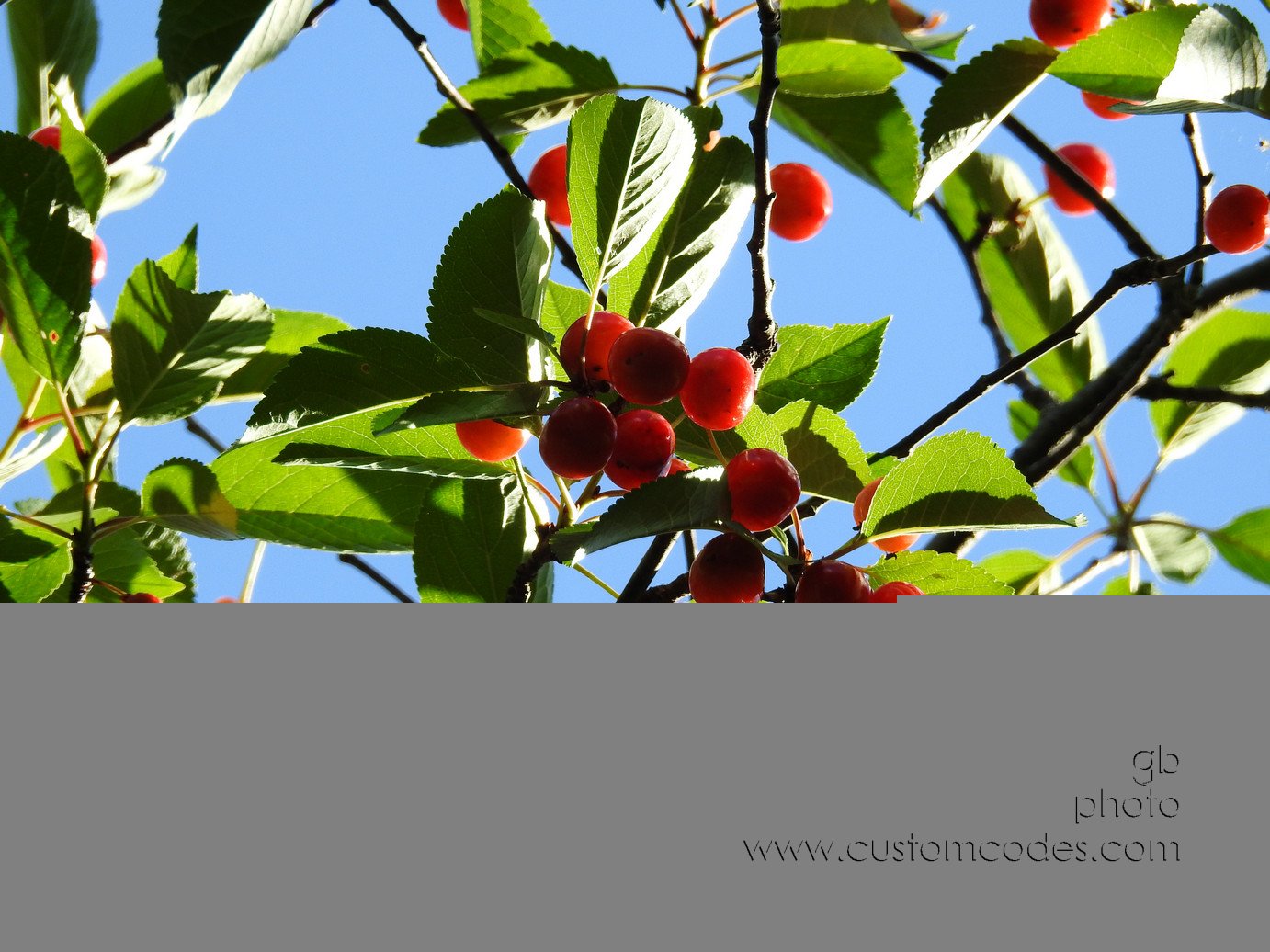 CherryTree-Zoom_20170620