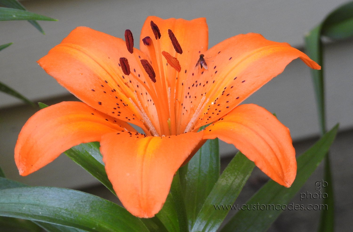 lilyUnfurled_20170620