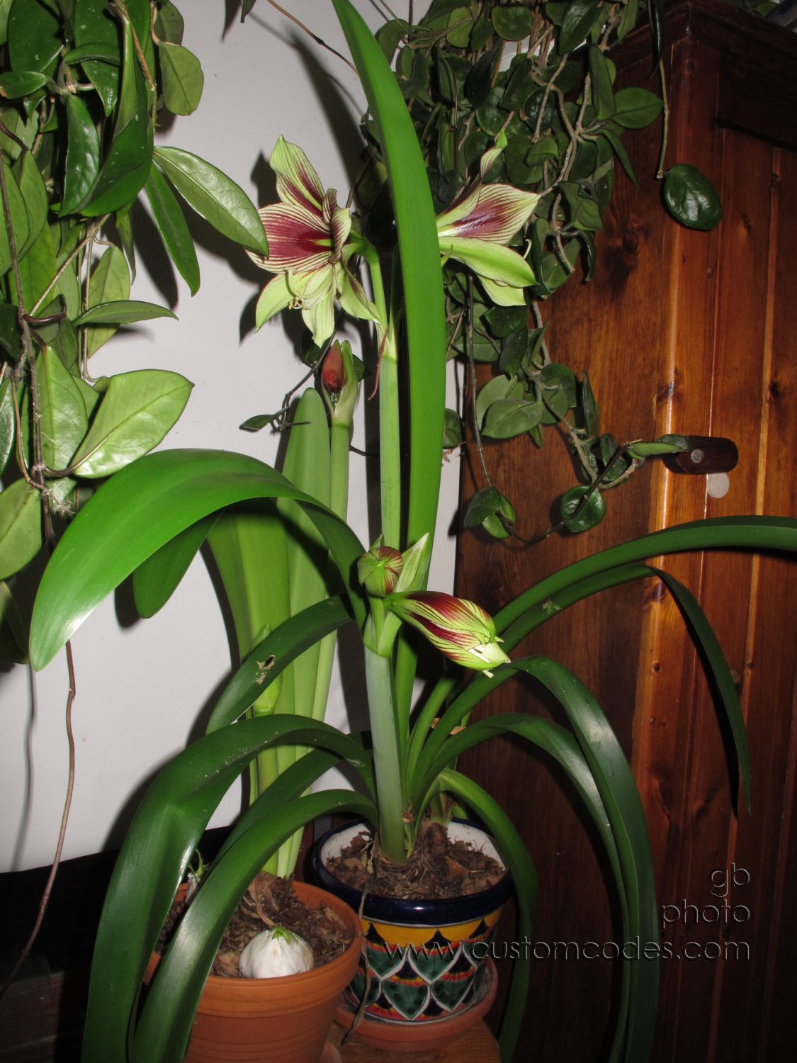 Amaryllis_20170107