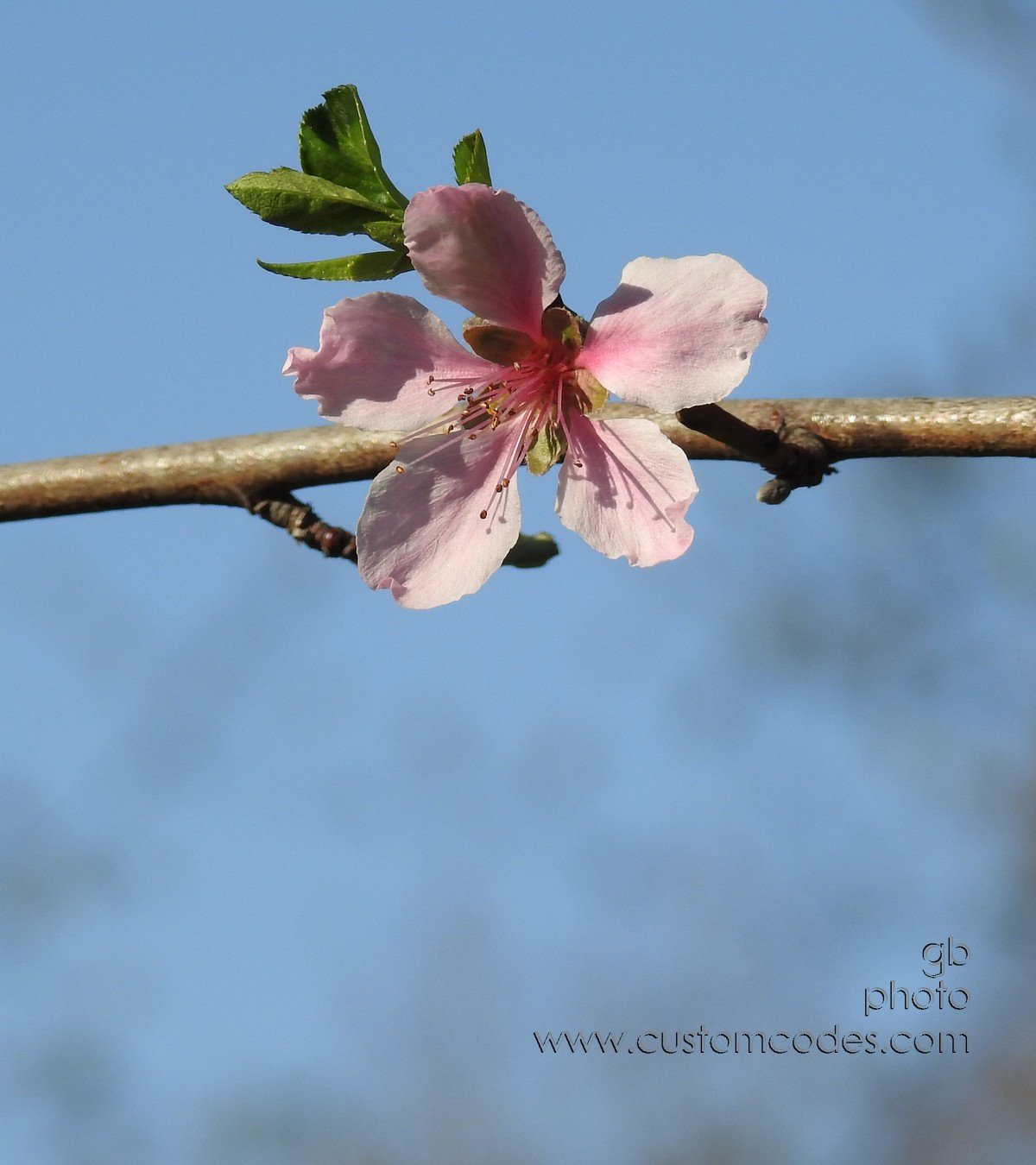 PeachBlossom
