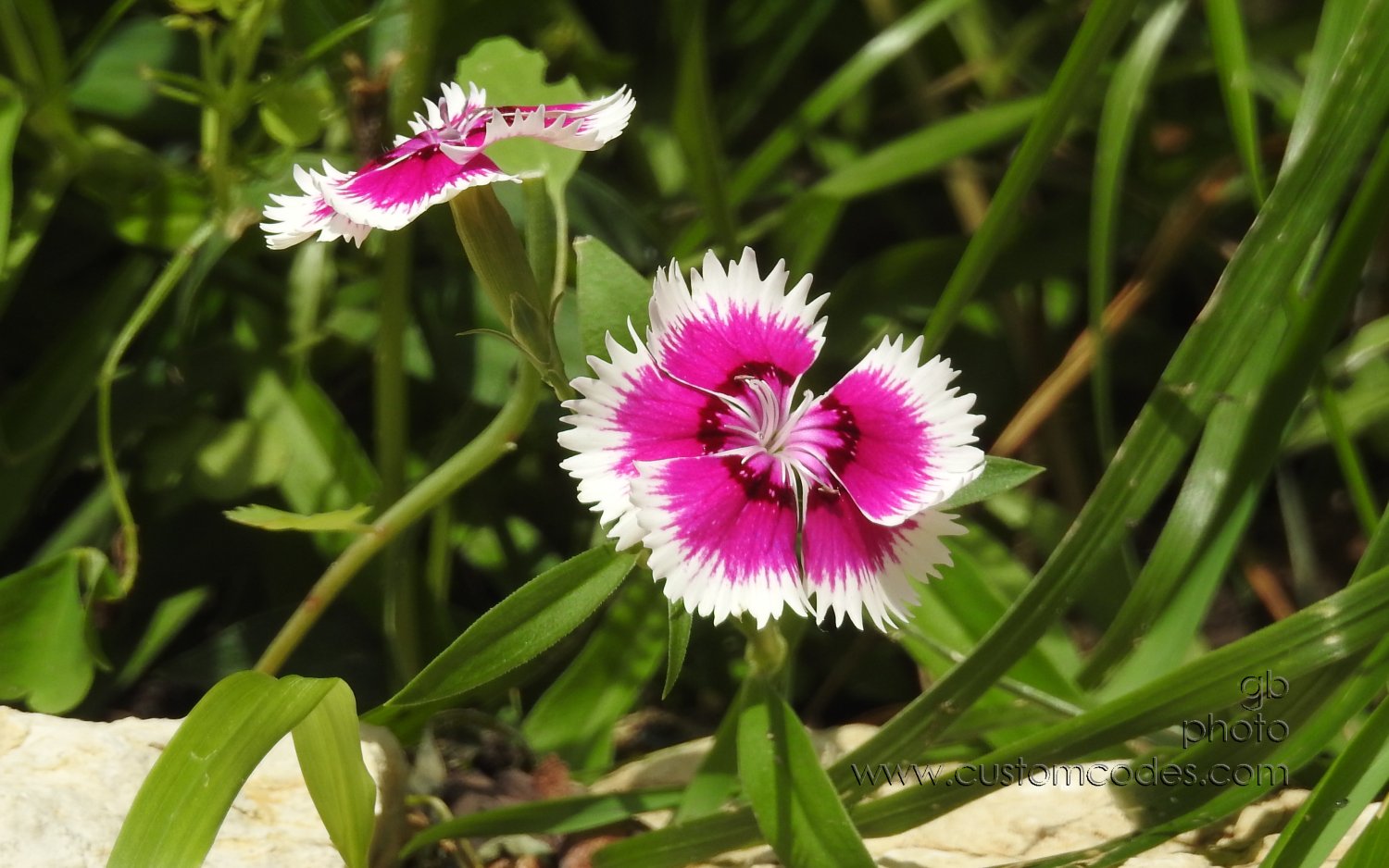 Dianthus_20180721