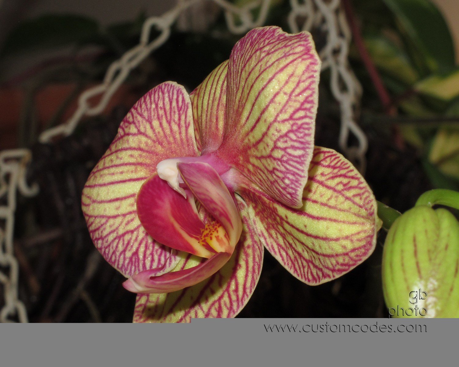 Orchid-HangingBasket_20180311