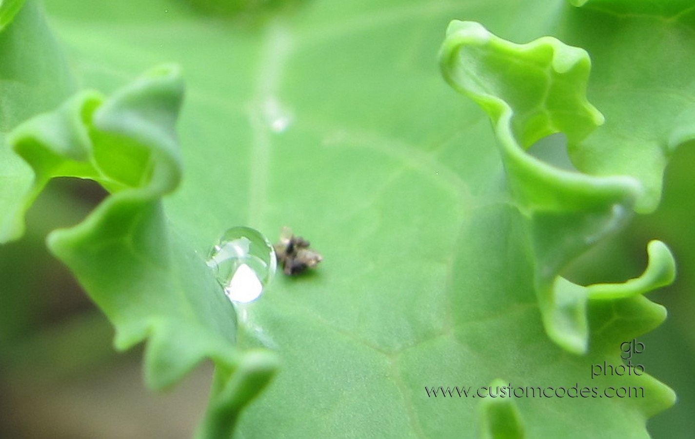 DropletOnKale_20180520