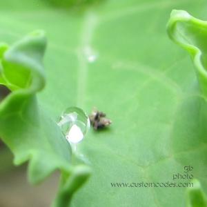 DropletOnKale_20180520