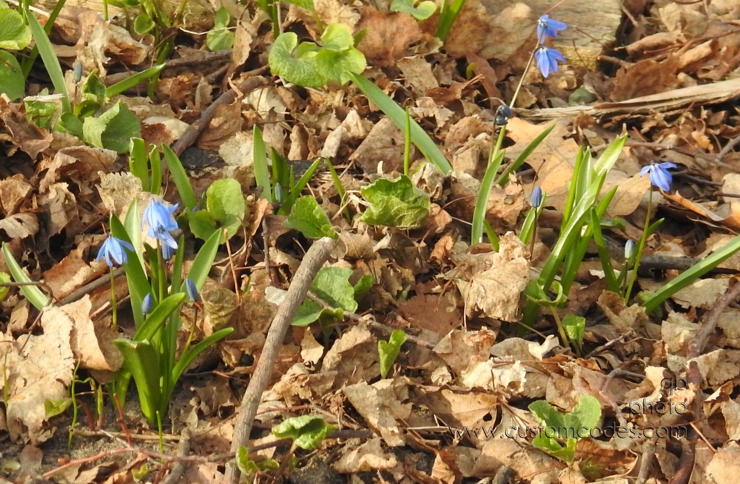 FirstBlooms_Squill20190409