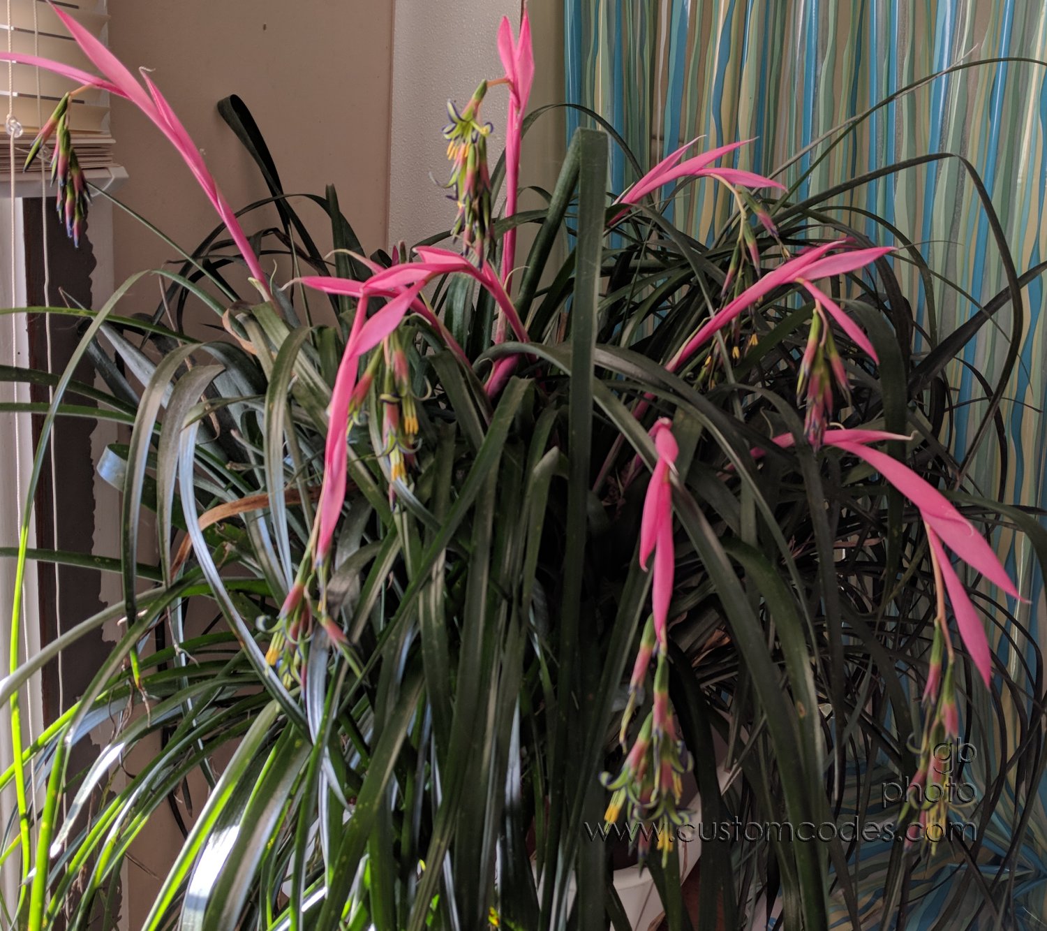 Bromeliad-BillbergiaNutans_20190119