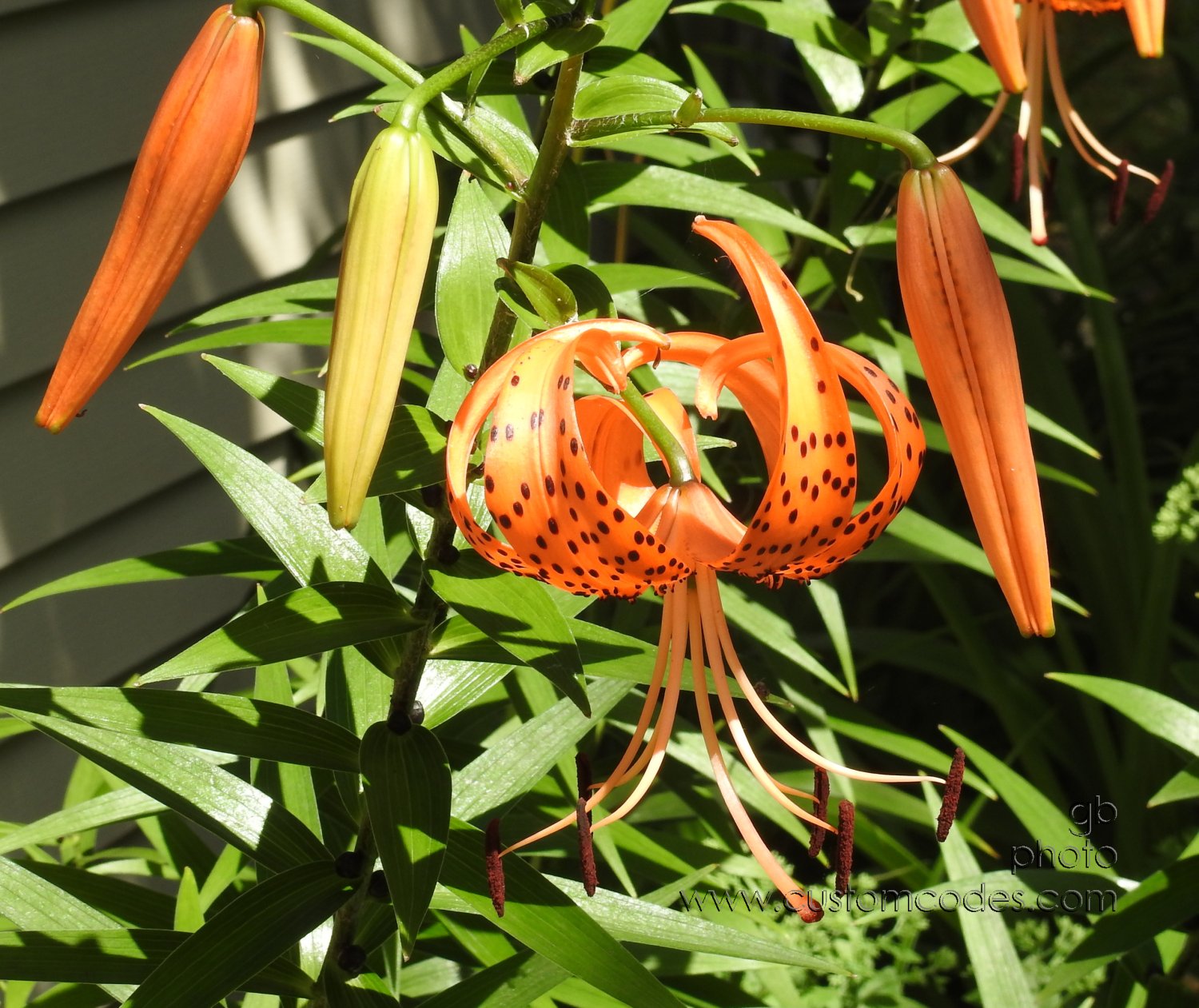 tigerLily_20190730