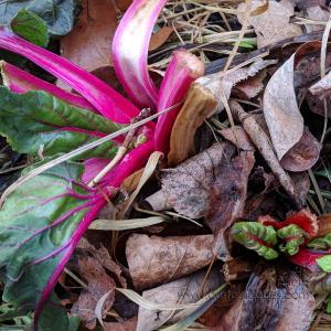 SwissChard_20190108