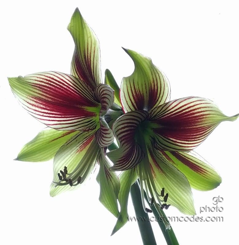 Amaryllis_20190123