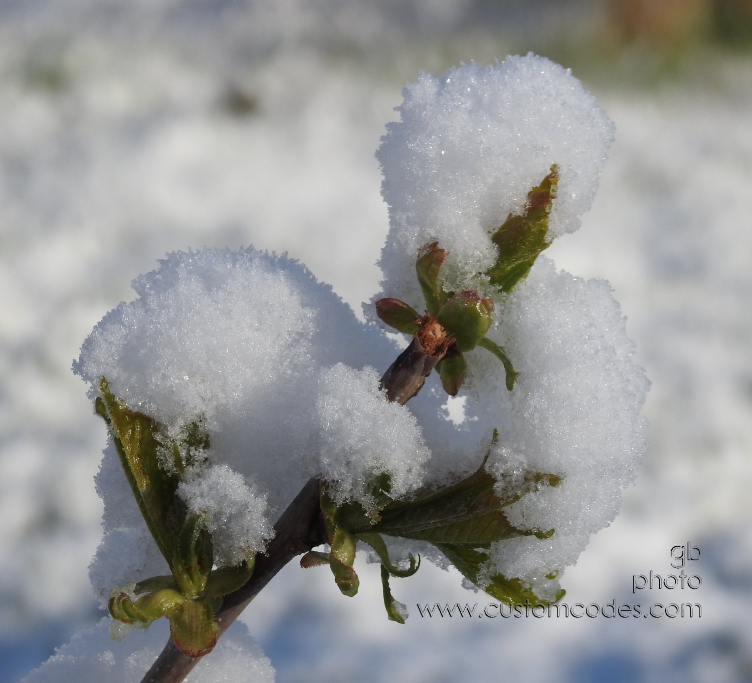 SpringHats2-20190428