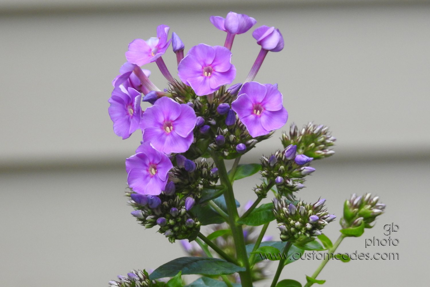 Phlox_20190730