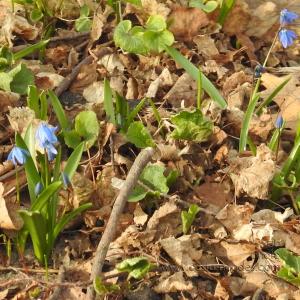 FirstBlooms_Squill20190409