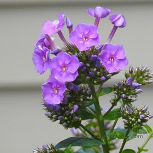 Phlox_20190730