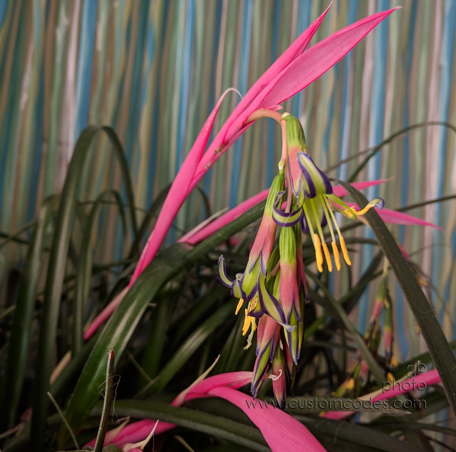 Bromeliad_20190119