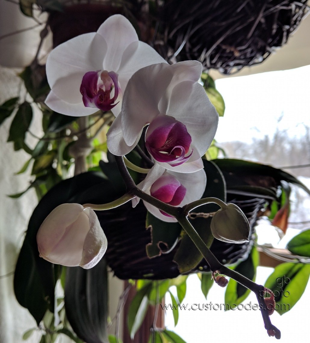 20190302_Orchid