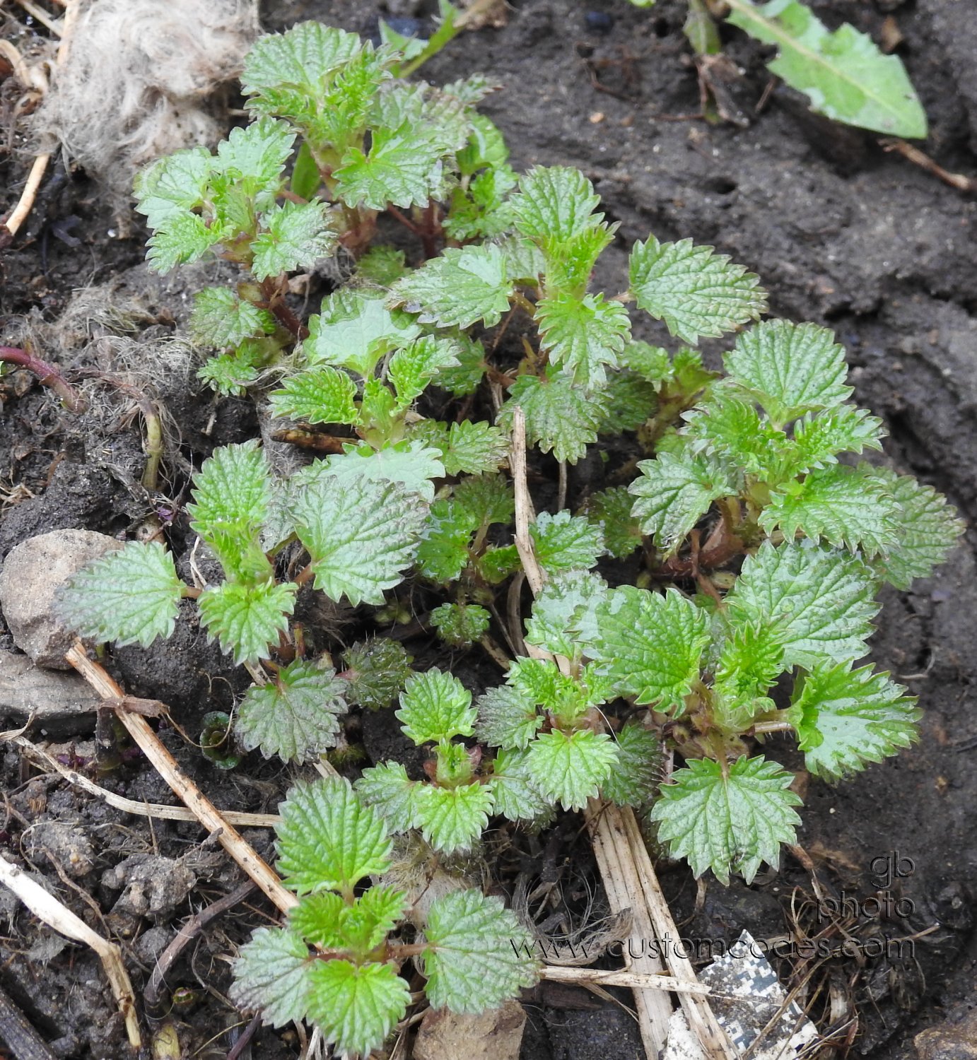 Mint20200328