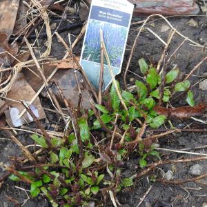 SpeedwellSalvia-20200328