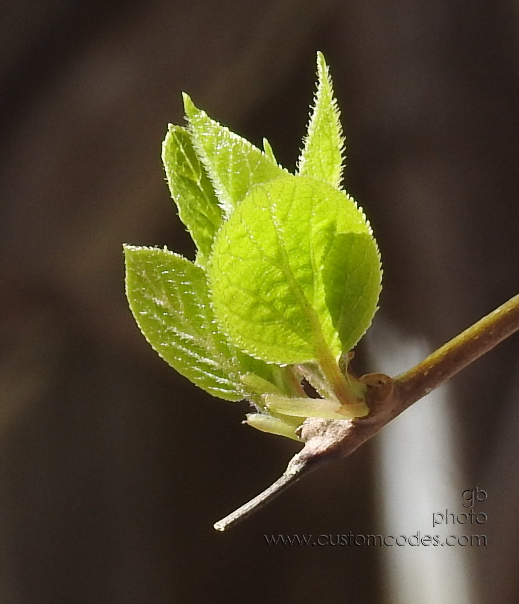 Kiwi_20200503