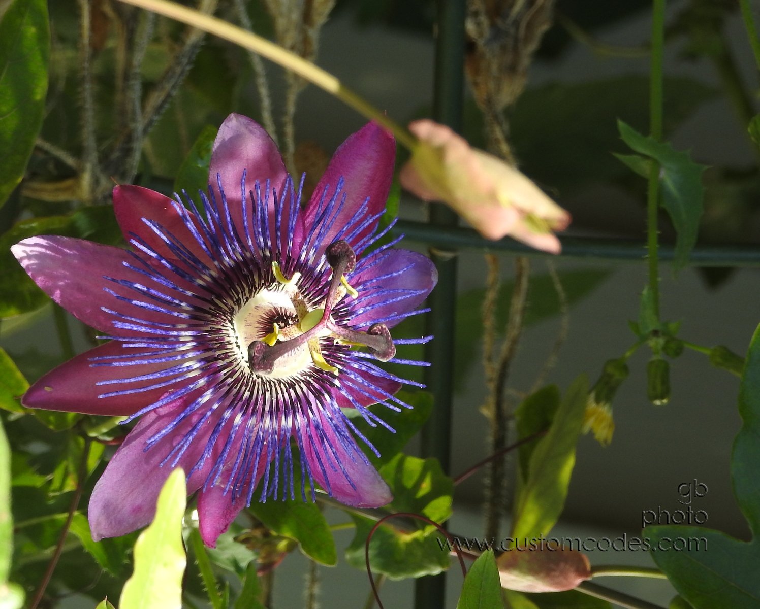 PassionFlower_20201001