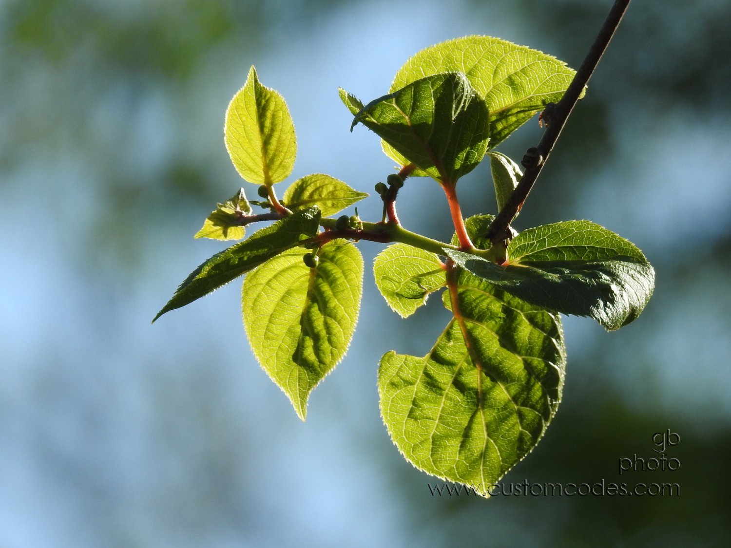 kiwi_20200522