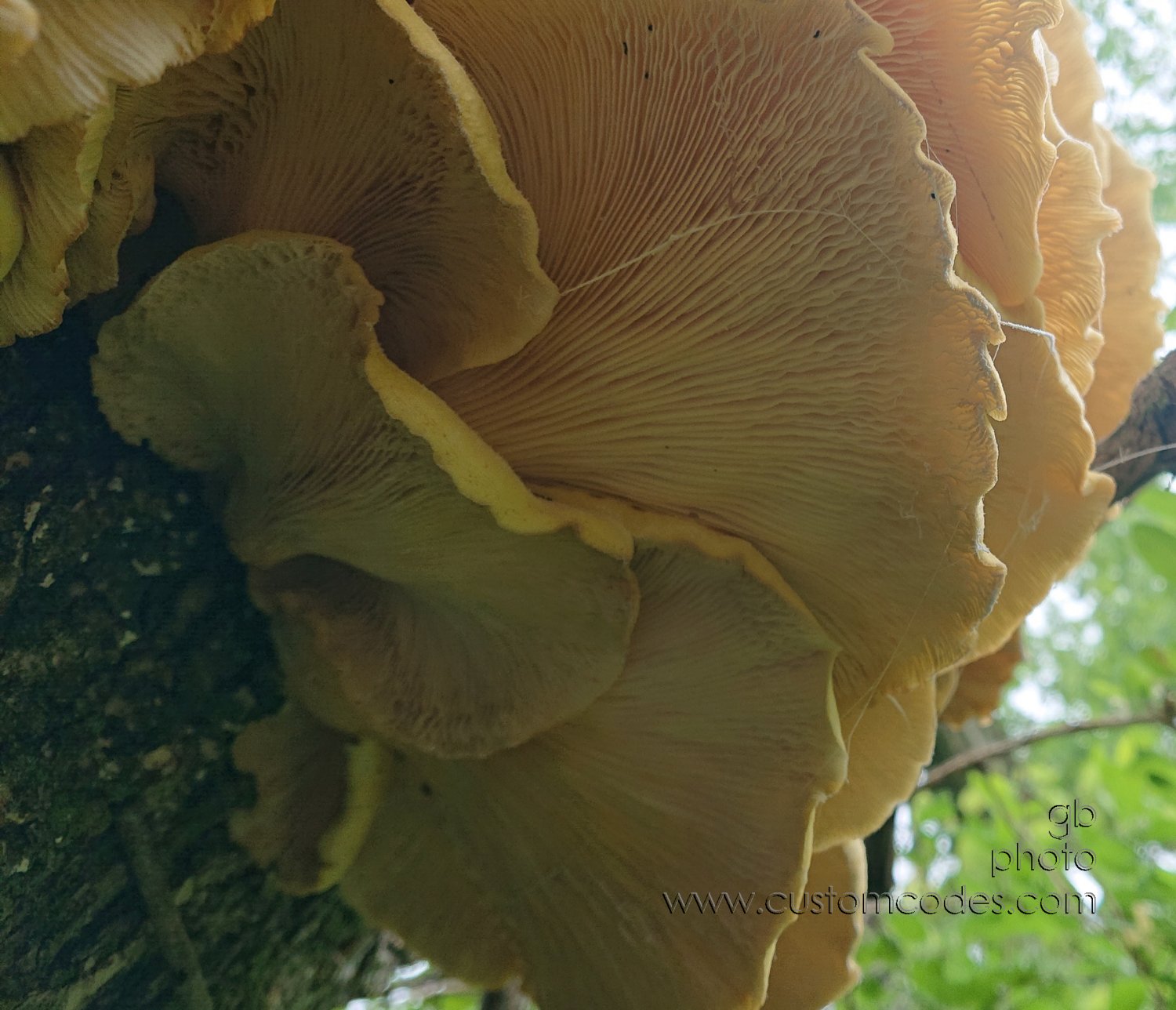 MayBeEdible_gills20210523