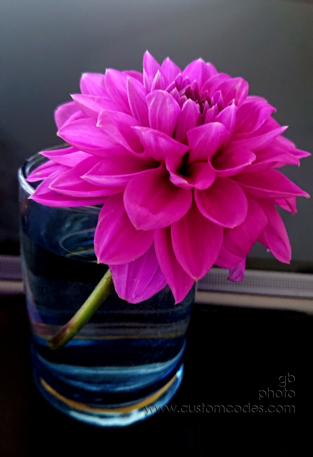 Dahlia_20210524