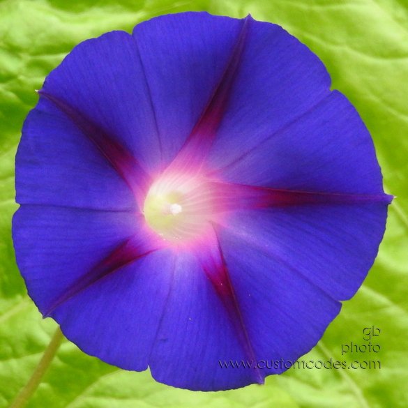 MorningGlory_20210904_S