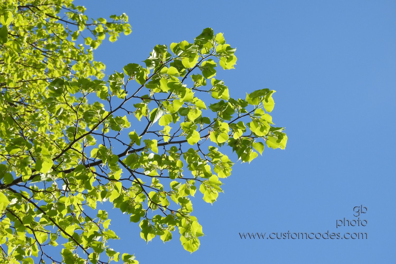 LindenLeaves_20210505