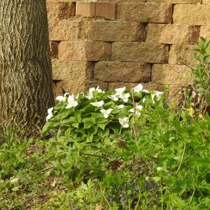Trillium_20210505