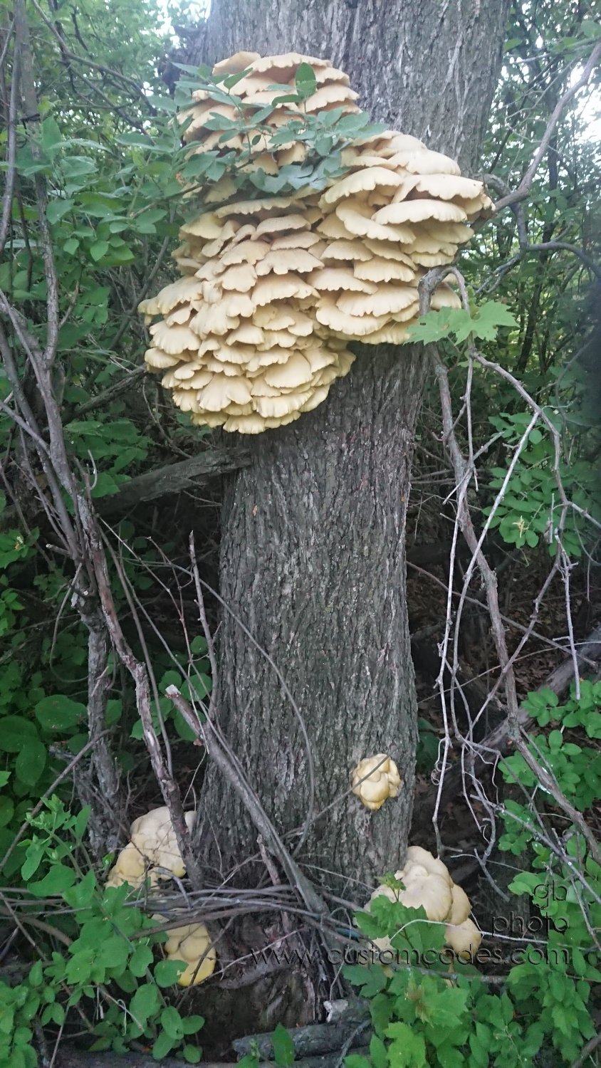Edible_or_not_2021-05-22