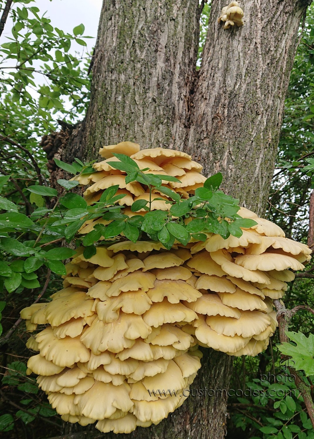 MayBeEdible_20210523