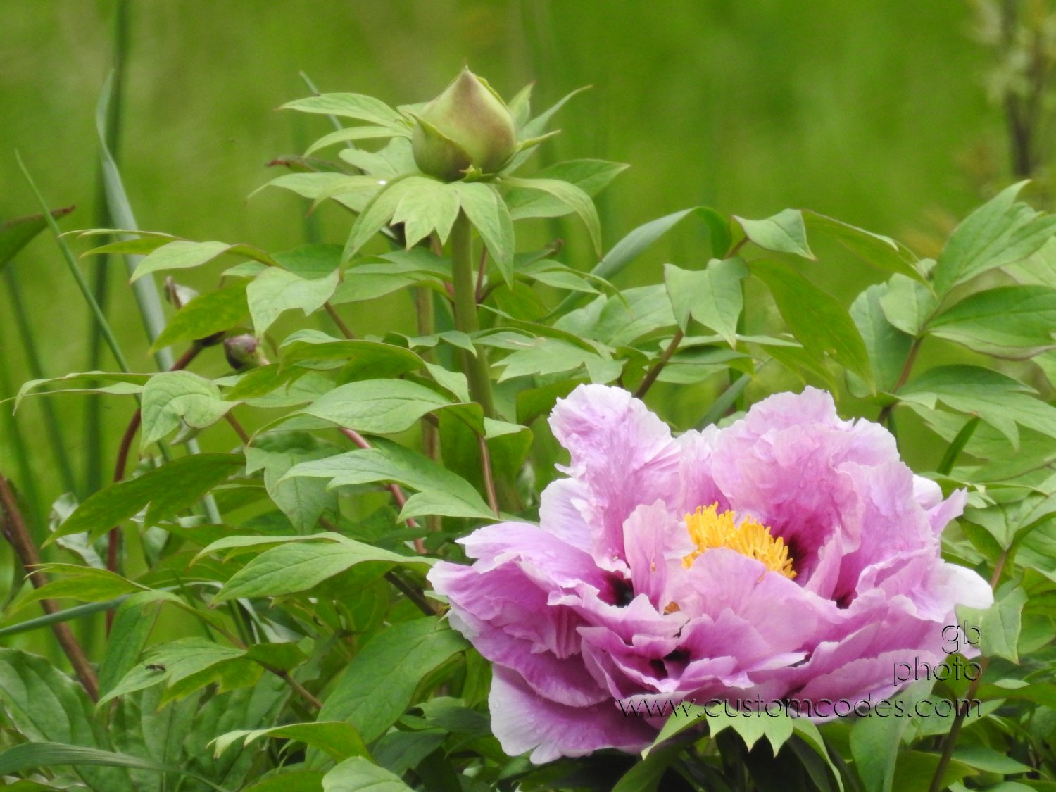 MomsTreePeony_20210519