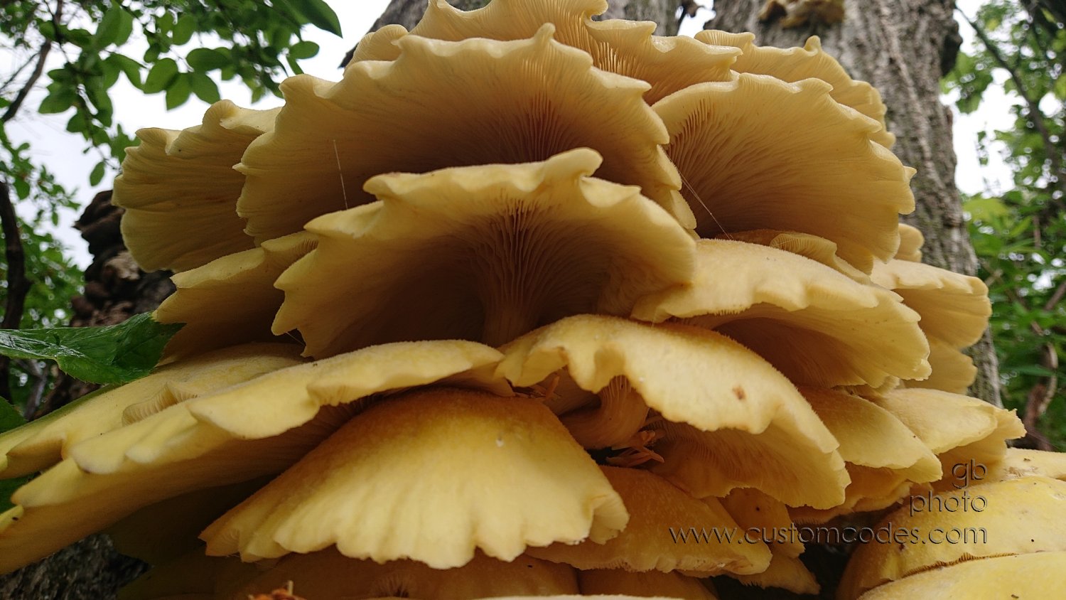 MaybeEdible_bottom_20210523