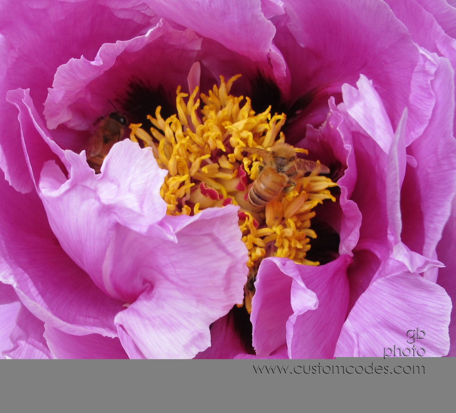 BeeBreakfast_2011_0531_4