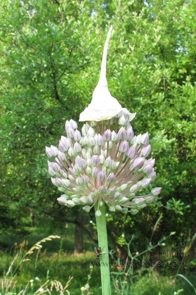 AlliumHats_2011_0710