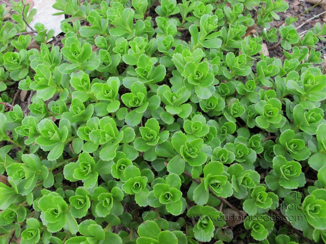 sedums_2011_0508