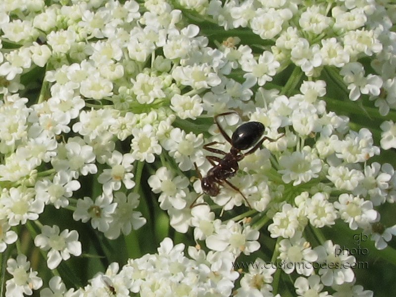 AntOnLace_2011_0710