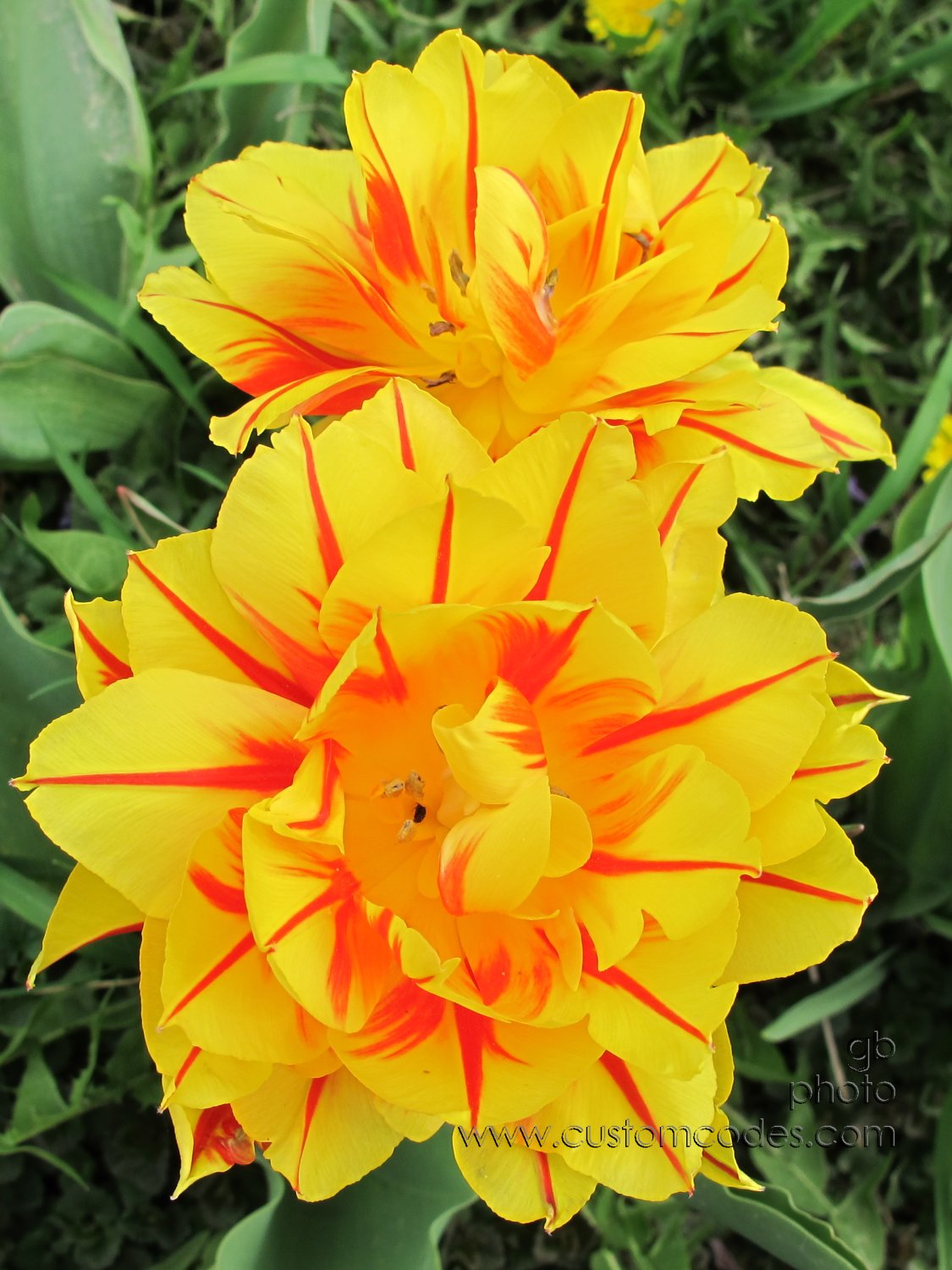 PeonyTulips_2011_0508