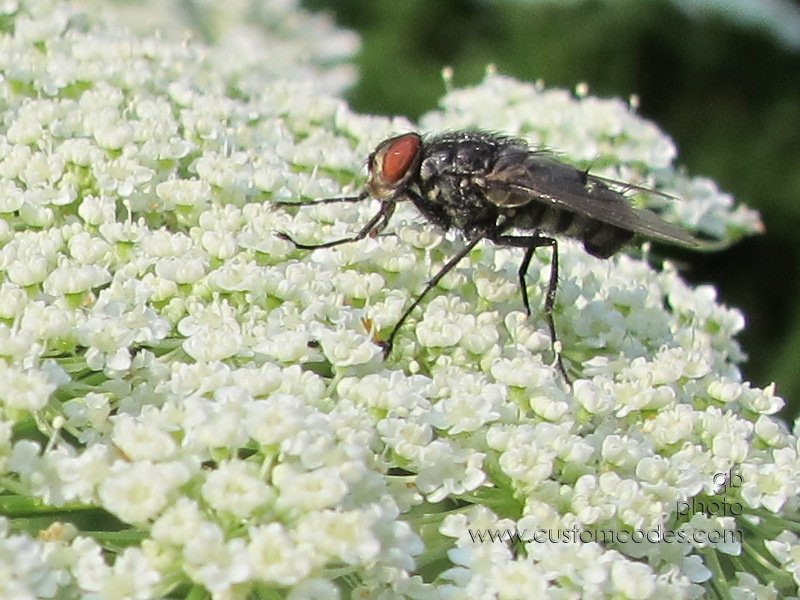FlyOnLace_2011_0710