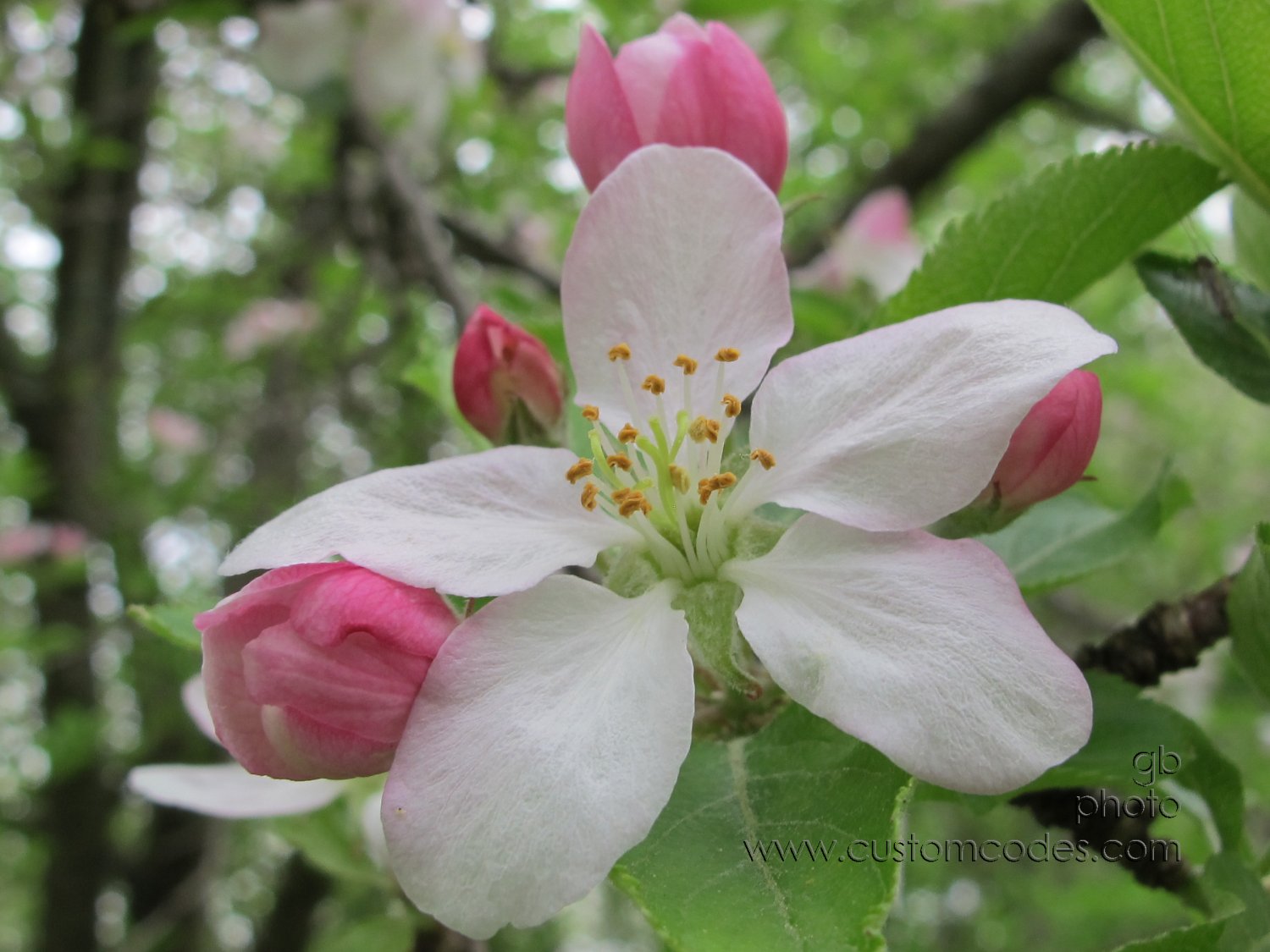apple_blossoms_2