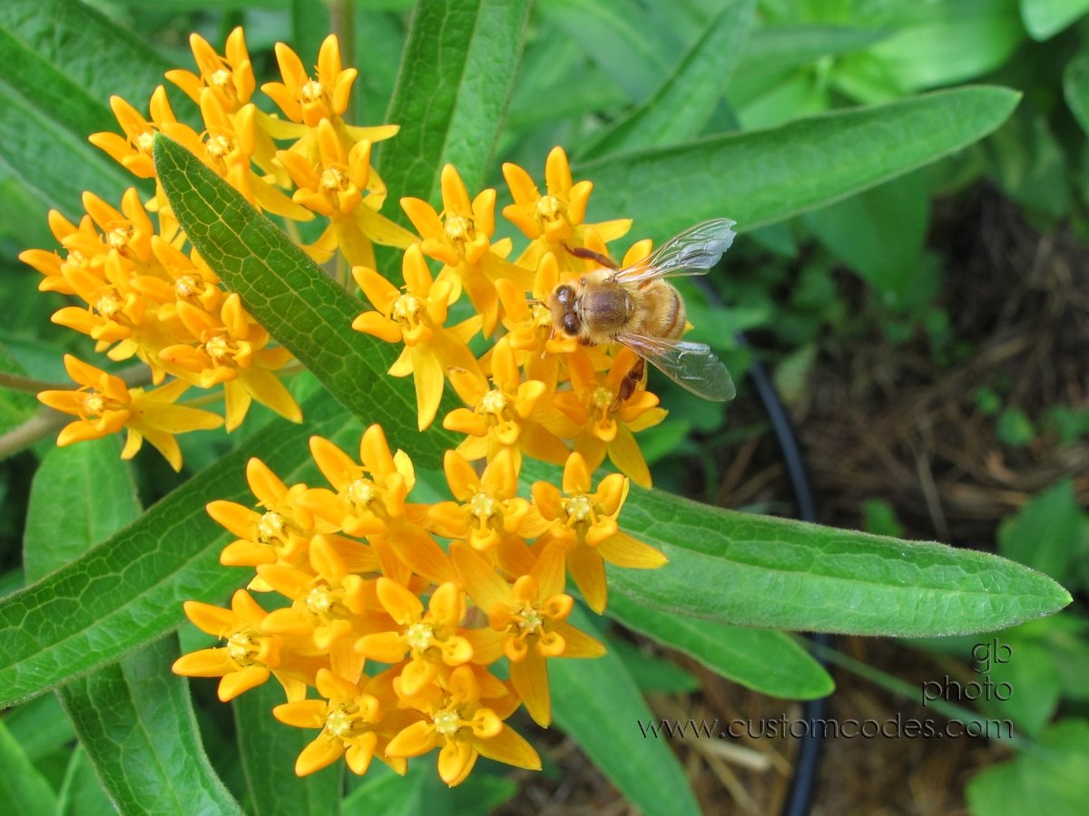 BeeOnButterflyWeed_2011_0710