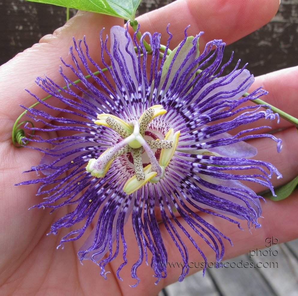 Passiflora_grande_2011_0710