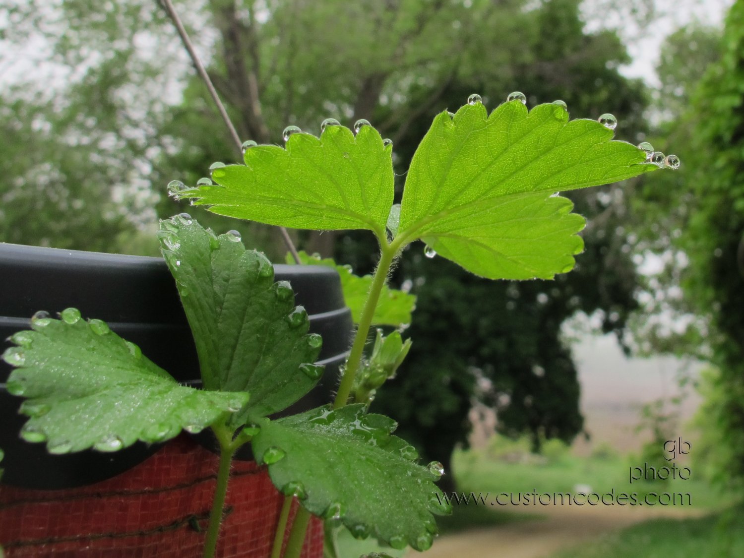 BerryDrops_2011_0529