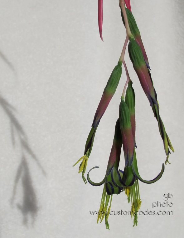 momsOrchid_2B_2011_01_16