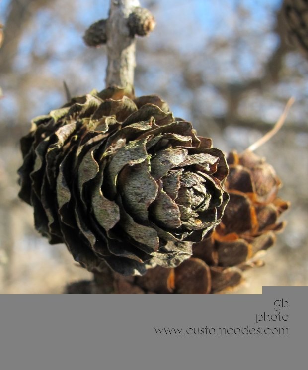 TamaracCones_2011_0106
