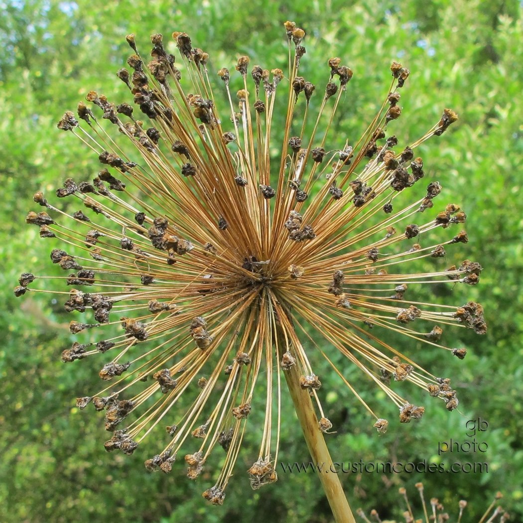 AlliumSeeds_2011_0710