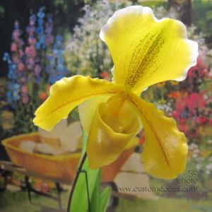 paphiopedilum