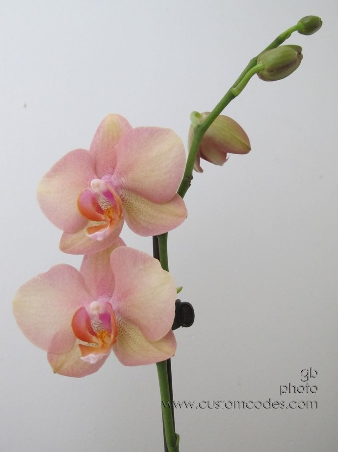 pastel_orchids