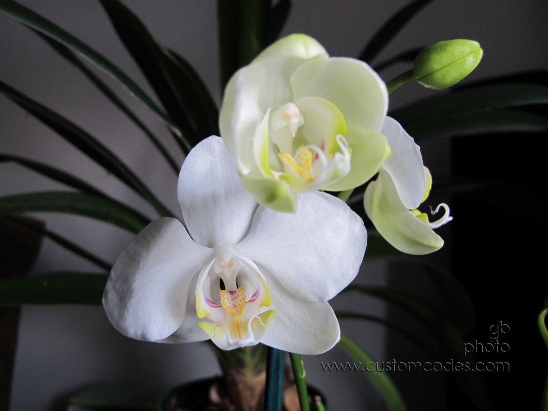 Orchids_2011_0106