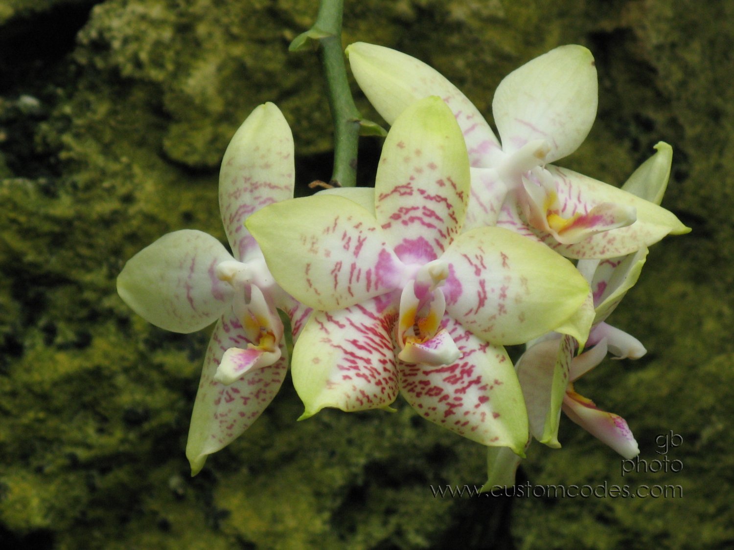 phalaenopsis